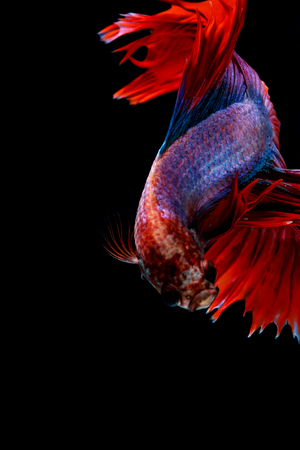 Multi color Siamese fighting fish(Rosetail),fighting fish,Betta splendens,on black backgroundの写真素材
