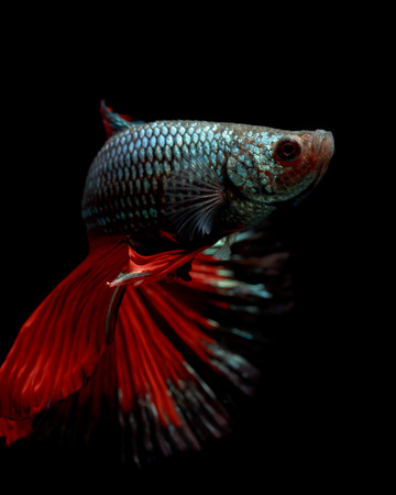 Multi color Siamese fighting fish(Rosetail),fighting fish,Betta splendens,on black backgroundの写真素材