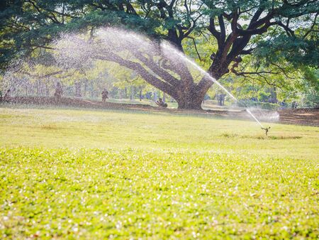 The big tree that is very old(Giant Monky Pod Tree), has beautiful branchesの写真素材