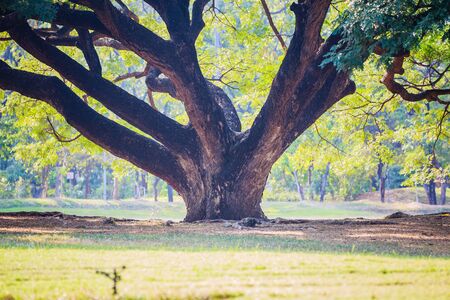 The big tree that is very old(Giant Monky Pod Tree), has beautiful branchesの写真素材