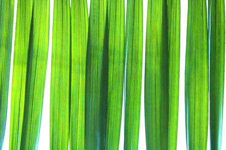 Green palm leaf on a white background.It's beautifulの写真素材
