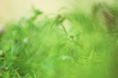 Defocused abstract green background. abstract green nature background