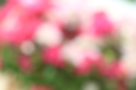 blurred pink and white blooming bougainvillea , blurryの写真素材