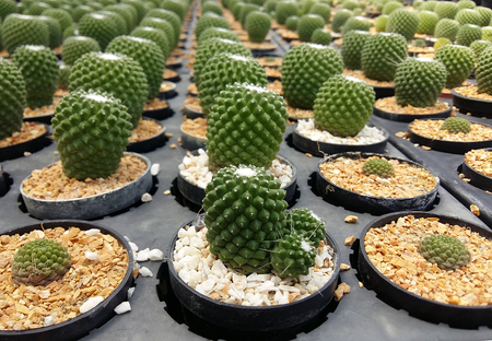 Many cactus trees are in focus and out of focus in the garden.の写真素材