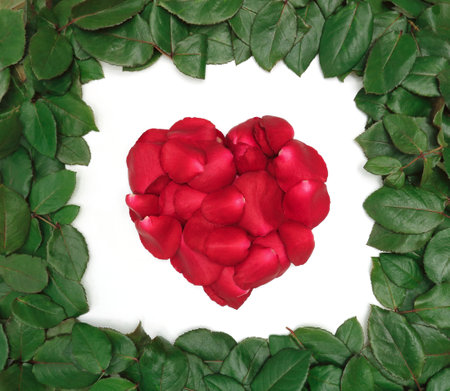 heart shape of red roses on white background with green leave frameの写真素材