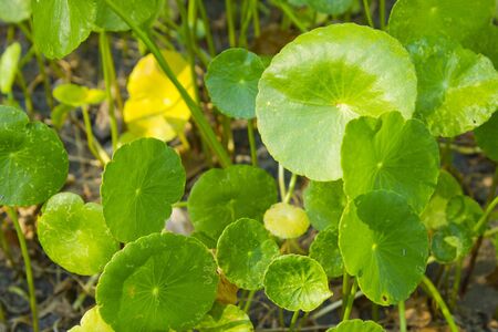 Centella Thailand , South of Thailand の写真素材