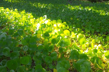 Centella background Thailand , South of Thailand の写真素材
