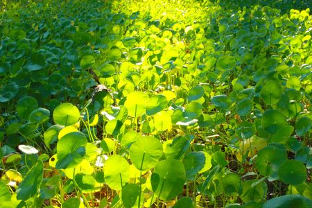 Centella background Thailand , South of Thailand の写真素材