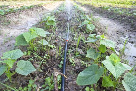 Cucumber seedlings , Thailandの写真素材