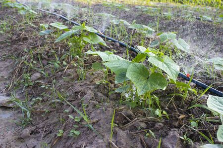 Cucumber seedlings , Thailandの写真素材