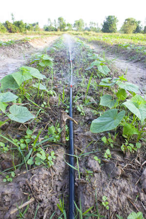 Cucumber seedlings , Thailandの写真素材
