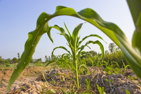 corn Plant , Thailandの写真素材