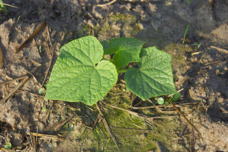 Cucumber seedlings , Thailandの写真素材