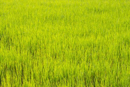 Rice , Thailand の写真素材