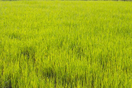 Rice , Thailand の写真素材