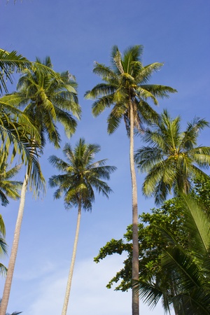 Coconut Background , Chumphon in Thaiの写真素材