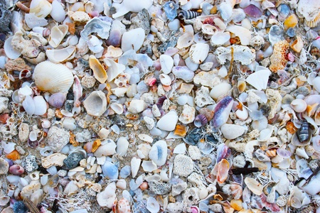 colorful shells Thailandの写真素材