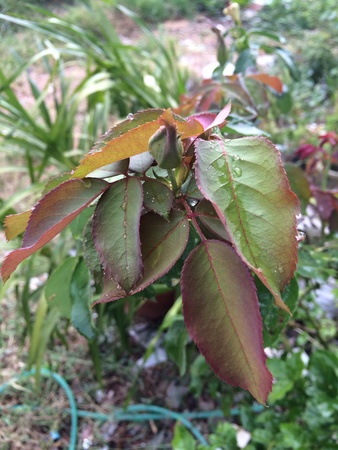 Freshy roseの素材