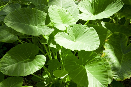 Herb  , Thailandの写真素材