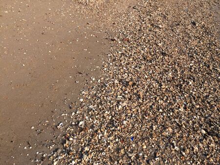 Shells on beachの素材