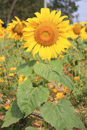 sunflowerの写真素材