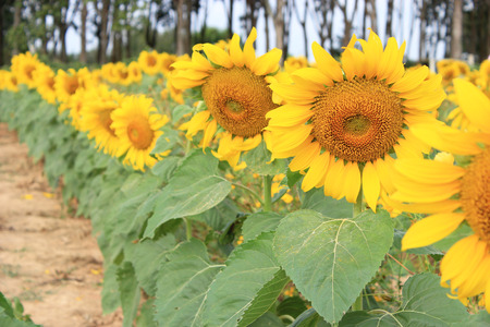 sunflowerの写真素材