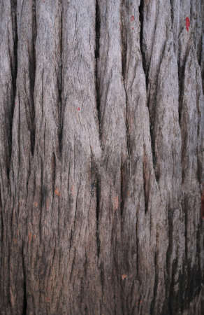 Wood Texture.の写真素材