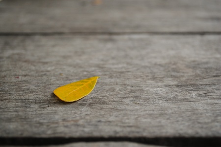 Yellow leaf on the chair.の写真素材