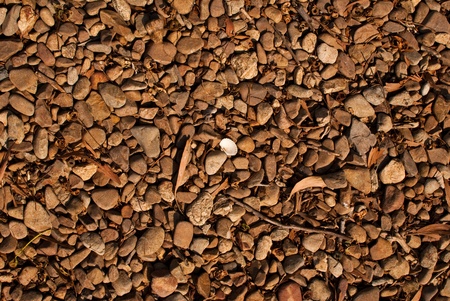 rock texture on the beach.