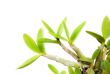 Green orchid leaf on the white.の写真素材