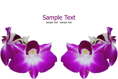 Purple orchid on the white with shadow.の写真素材