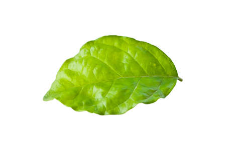Green leaf isolate on the white.の写真素材