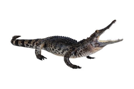 ワニの写真素材 イラスト素材 ストックフォトのamanaimages Plus