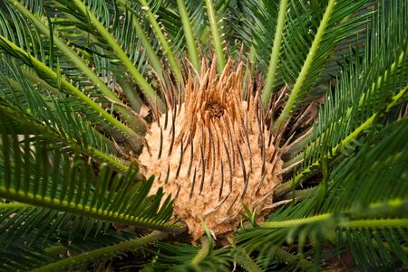 The iside of flower.の写真素材