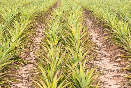Pineapple field background.の写真素材