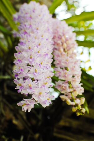 Purple orchid in the park.の写真素材