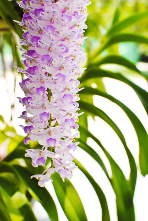 Purple orchid in the park.の写真素材