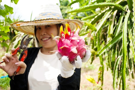 Lady getting dragon fruit.の写真素材