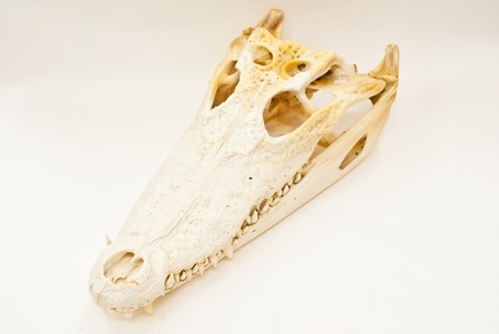 Freshwater crocodile skull.の写真素材