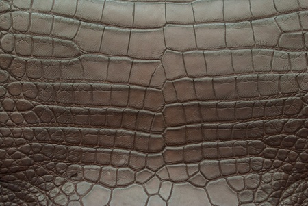 Freshwater crocodile belly skin texture background.の写真素材
