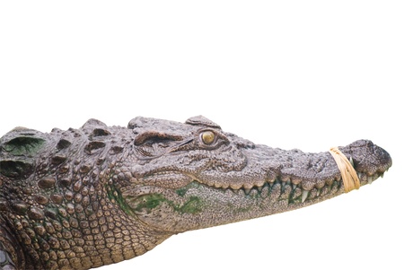 Crocodile isolated with clipping path.の写真素材