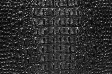 Freshwater crocodile bone skin texture background.の写真素材