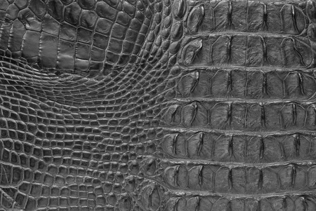 Freshwater crocodile bone skin texture background.の写真素材