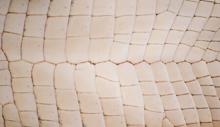 Freshwater crocodile belly skin texture background.