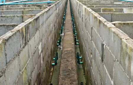 Crocodile breed.の写真素材