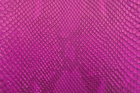 Pink python snake skin texture background.の写真素材