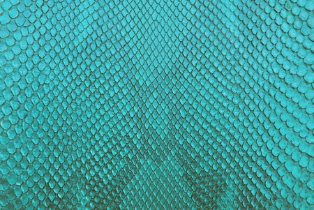 Turqouise python snake skin texture background.