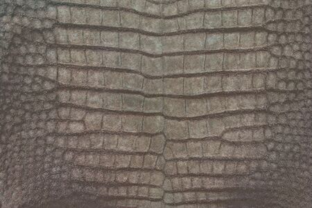Freshwater crocodile belly skin texture background.の写真素材