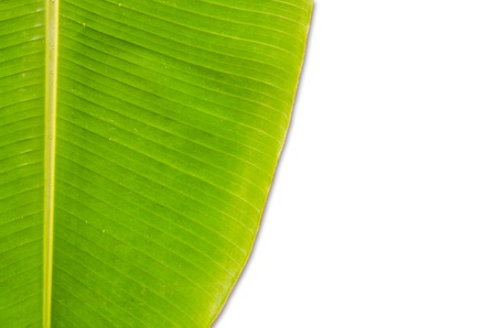 Green fresh banana leaf isolated.の写真素材