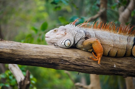 Big Iguana in wildlifeの写真素材